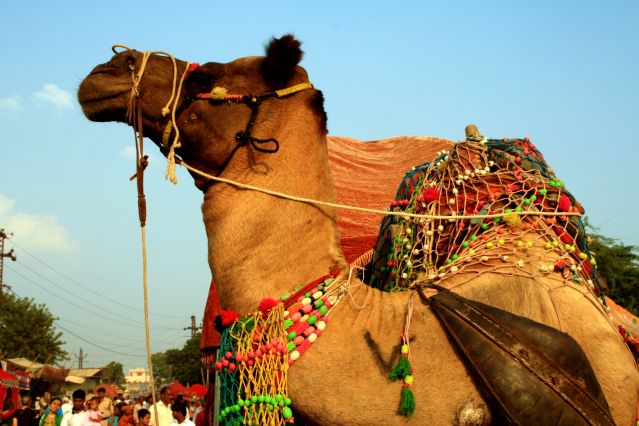 Voyage Rajasthan, festival de Pushkar et Diwali 2