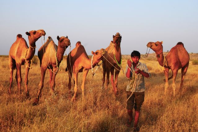 Voyage L'Inde du Nord : du Rajasthan à Bénarès 