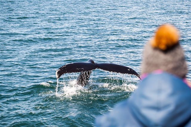 Aurores boréales : Cabotage en Islande à bord d'un vieux gréement Voyage Cabotage en Islande à bord d'un vieux gréement