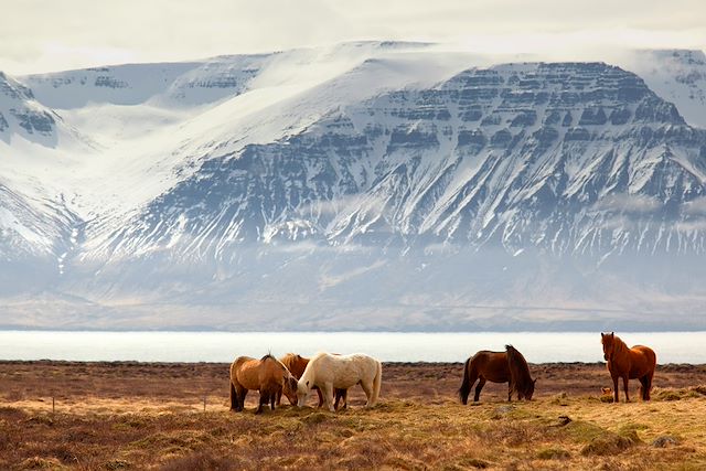 Voyage Islande - Aurores boréales et découverte hivernale