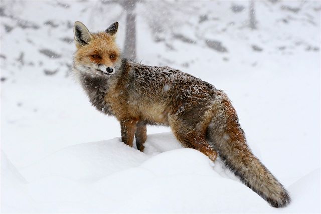 Voyage : Alpes piémontaises du Val de Cogne au Val d'Aoste Voyage Alpes piémontaises du Val de Cogne au Val d'Aoste