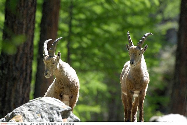 Voyage : Le tour du Grand Paradis en liberté Voyage Le tour du Grand Paradis en liberté