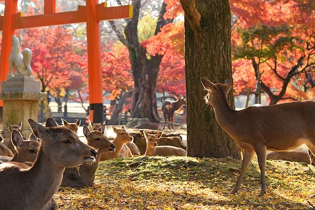 Voyage Découverte du Japon, de Tokyo à Kyoto