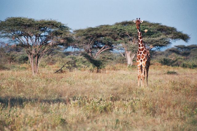 Voyage Kenya, la terre des lions 2