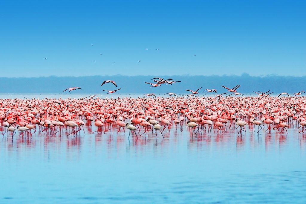 Voyage Kenya, la terre des lions 1
