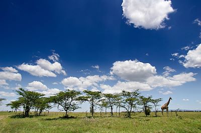 Voyage Brousse et Savane Kenya