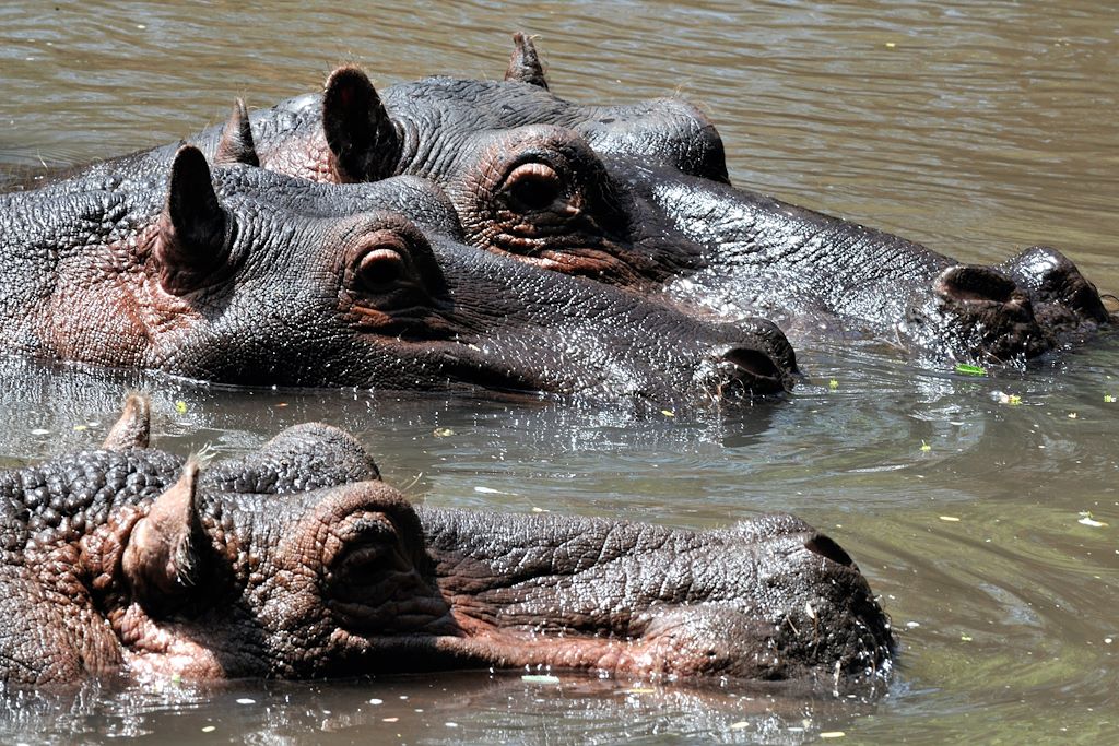 Voyage Kenya magique entre parcs nationaux et ranch privé 3
