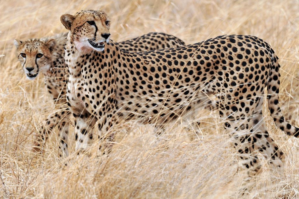 Voyage Kenya magique entre parcs nationaux et ranch privé 1