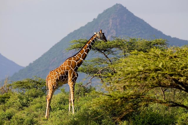 Voyage Des réserves du Kilimandjaro aux plages de Watamu