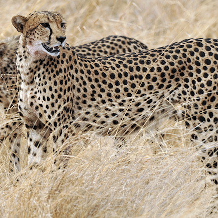 Voyage Afrique du Sud