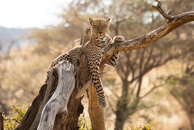 Voyage : Terres Sauvages du Nord Kenya  Voyage Terres Sauvages du Nord Kenya