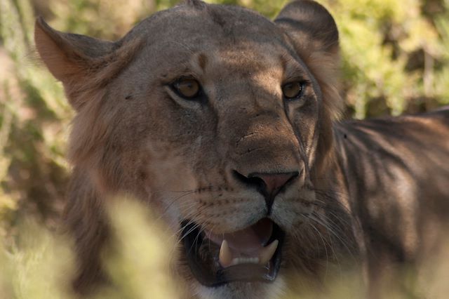 Voyage À l’Ombre du Mont Kenya, les grands lacs