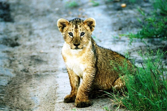 Voyage Sur les pistes des grands fauves