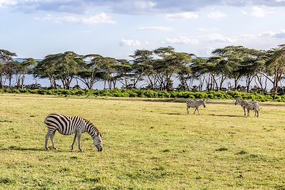 Safari