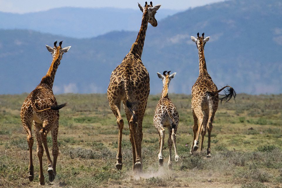 Voyage Kenya