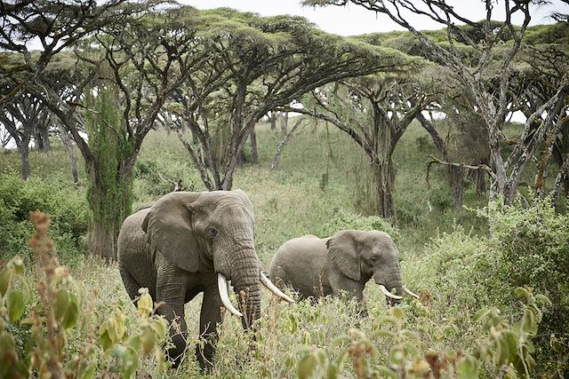 Voyage Safari privé du Kenya à la Tanzanie