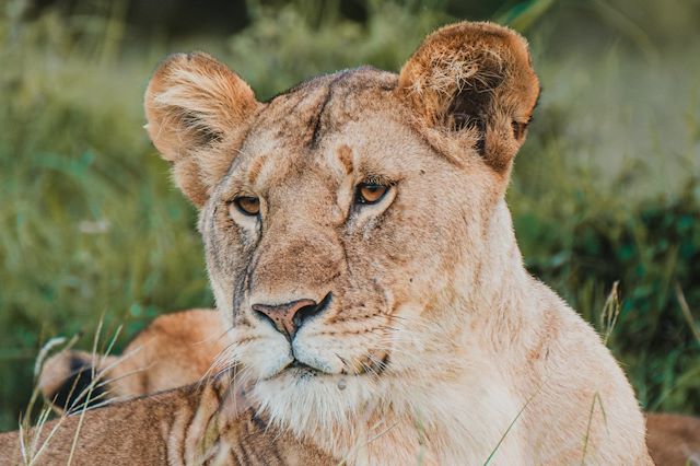 Voyage Safari privé du Kenya à la Tanzanie