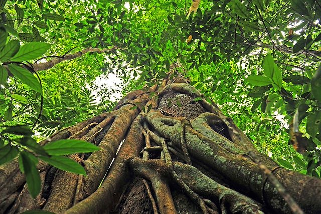 Voyage Temples et jungle : d’Angkor aux Cardamomes