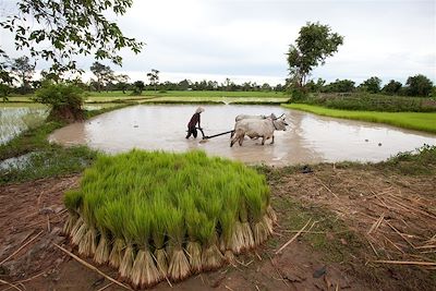 Voyage Cambodge