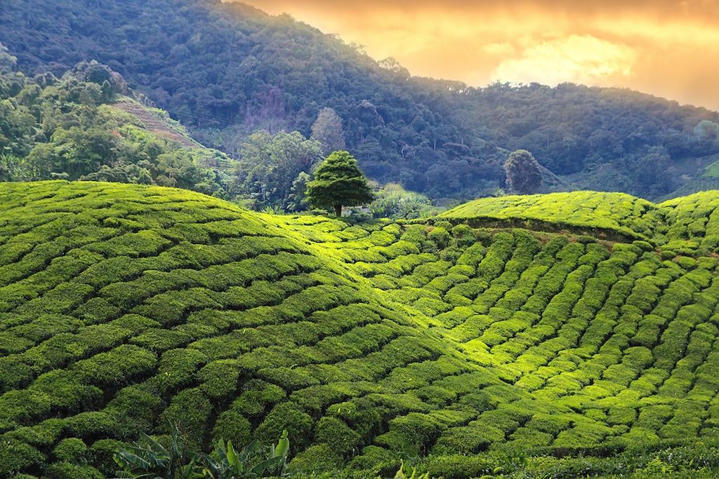 Voyage Traversée sri lankaise 