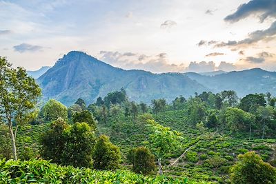 Voyage Patrimoine et Nature Sri Lanka