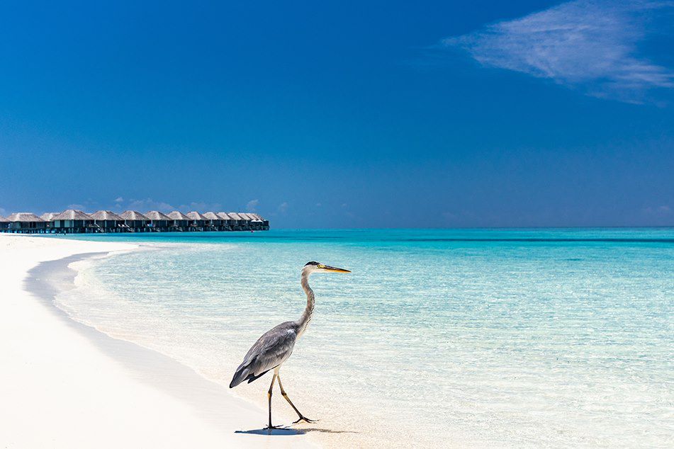 Découverte Sri Lanka