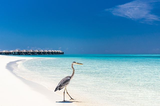 Voyage : Echappée tropicale, du Sri Lanka aux Maldives Voyage Echappée tropicale, du Sri Lanka aux Maldives