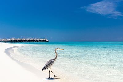 Echappée tropicale, du Sri Lanka aux Maldives