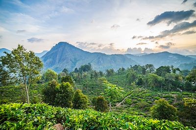 Randonnée Sri Lanka