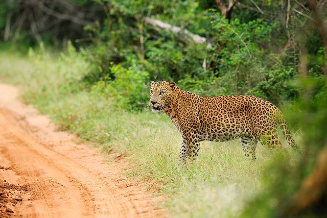 Voyage Noces cinghalaises