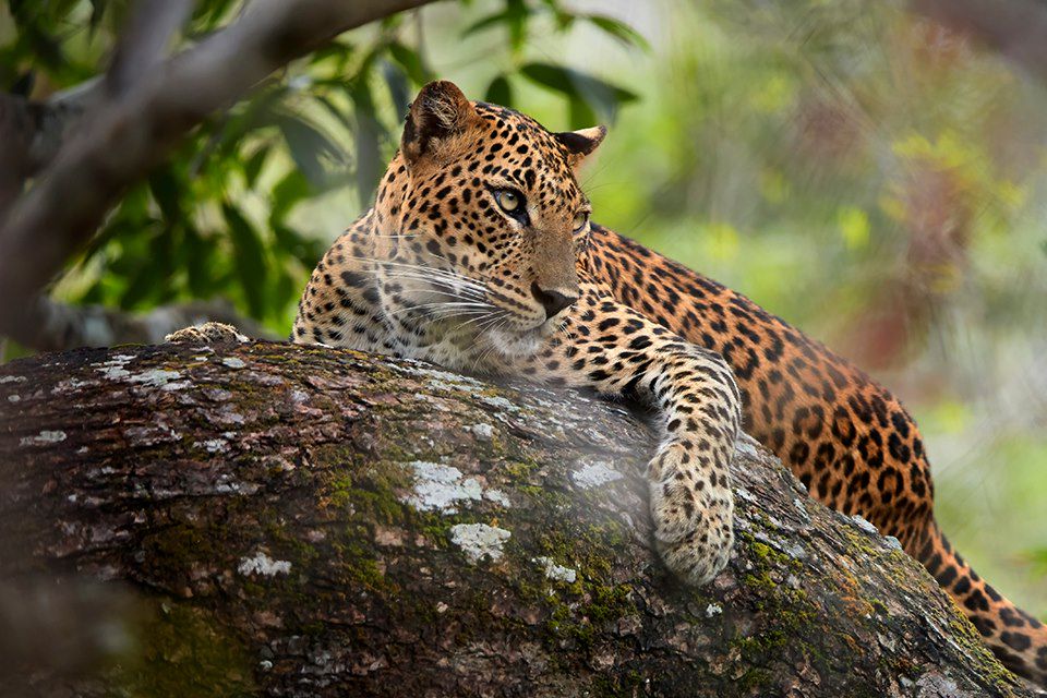 Voyage Sri Lanka