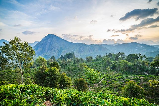 Voyage : Un été au Sri Lanka Voyage Un été au Sri Lanka