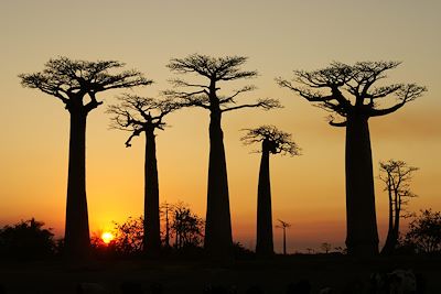 Voyage  Tsingy Ankarana et Bemahara