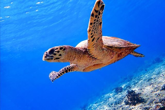 Voyage Maldives, d'île en île