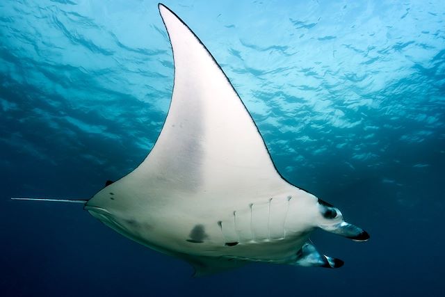 Voyage Les Maldives à contre-courant