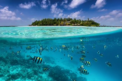 Baignade - Snorkeling Maldives