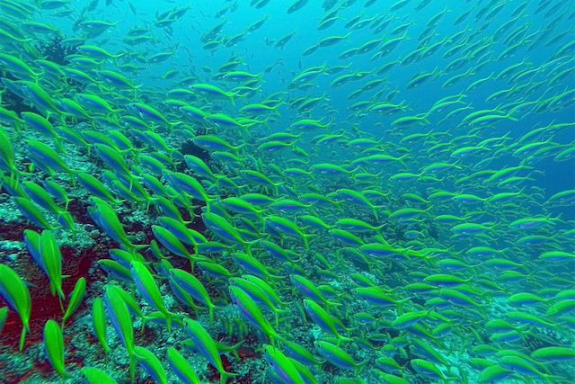 Voyage Cabotage dans les Maldives