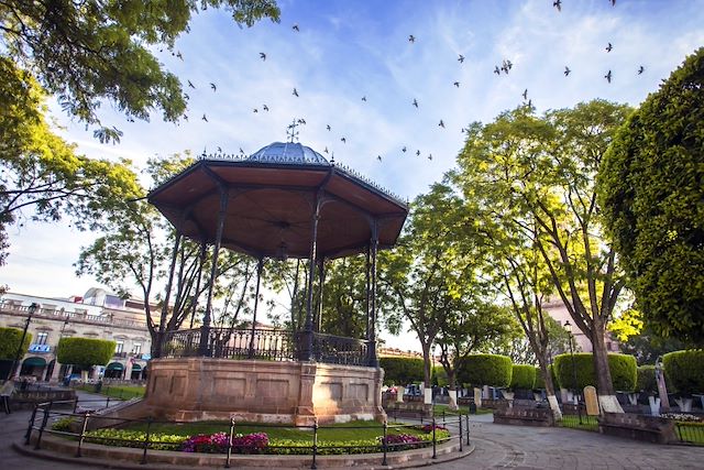 Observation animalière : Les monarques du Mexique Voyage Les monarques du Mexique
