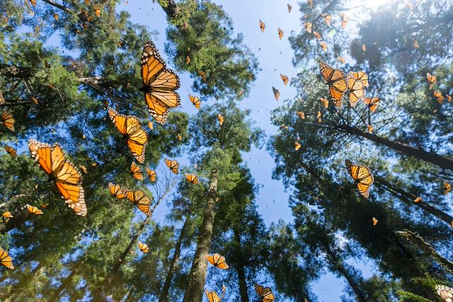 Observation animalière : Les monarques du Mexique Voyage Les monarques du Mexique