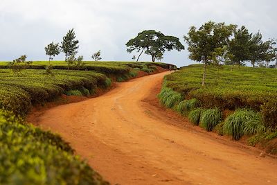 Voyage Brousse et Savane Malawi