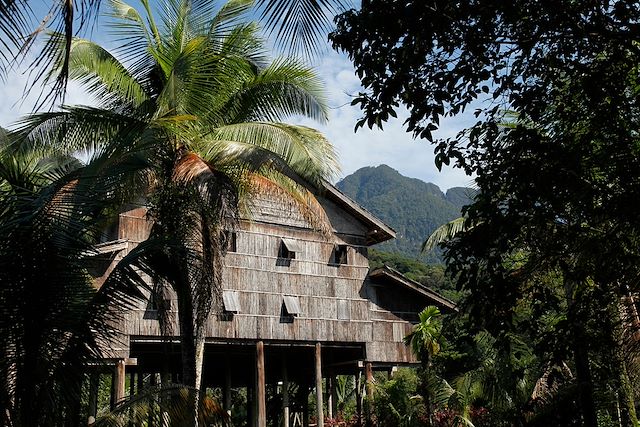 Voyage : Immersion dans la jungle de Bornéo Voyage Immersion dans la jungle de Bornéo