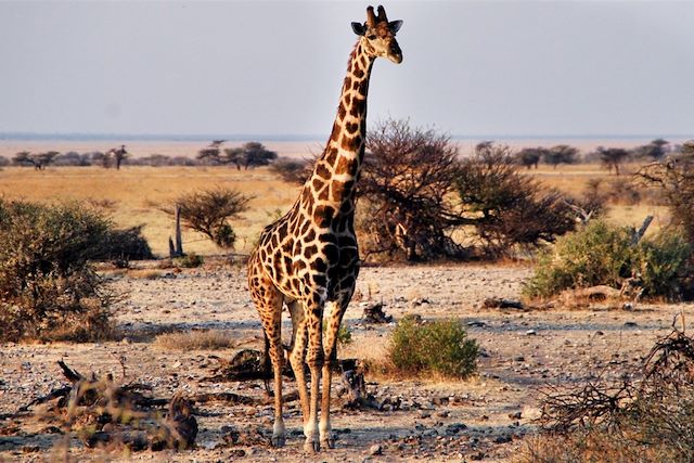 Découverte : Lodges de charme et pistes namibiennes Voyage Lodges de charme et pistes namibiennes