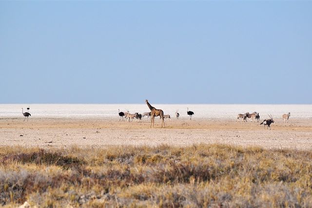 Voyage La Namibie à votre rythme en lodge