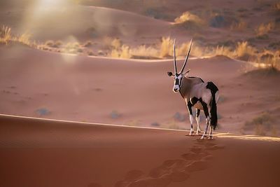 Voyage  Désert du Namib