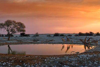 Découverte Parc d’Etosha