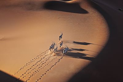 Safari Désert du Namib