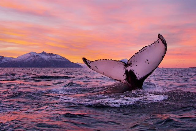 Voyage : Baleines et orques des Alpes de Lyngen Voyage Baleines et orques des Alpes de Lyngen