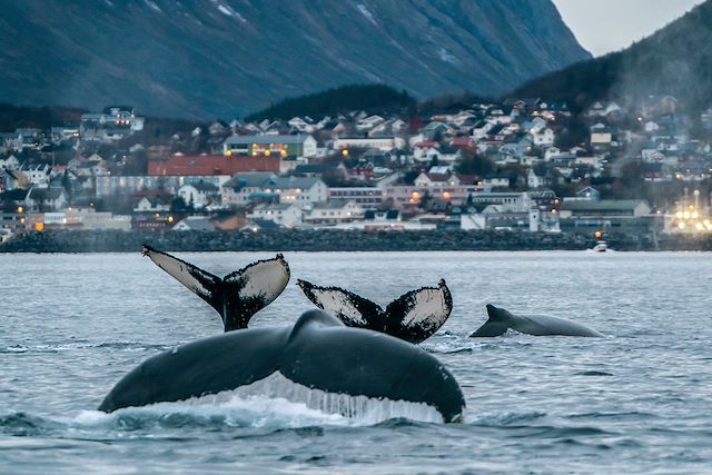 Voyage : Baleines et orques des Alpes de Lyngen Voyage Baleines et orques des Alpes de Lyngen