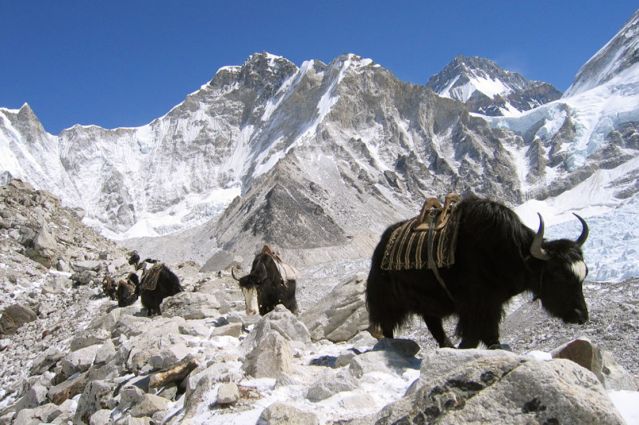 Voyage Kala Pattar, panorama sur l'Everest 3