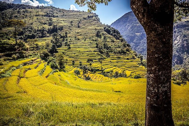 Voyage : Tour du Manaslu Voyage Tour du Manaslu